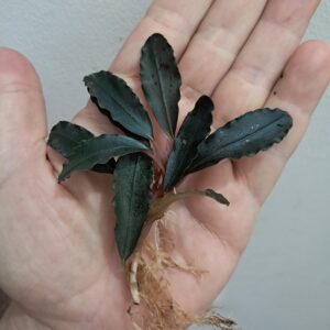 Bucephalandra 'Black Sordidula'