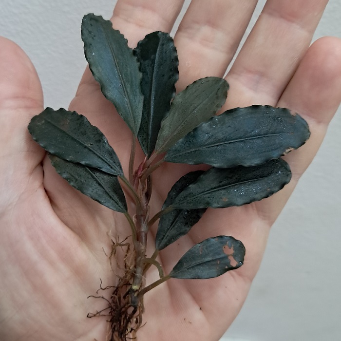 Bucephalandra 'Blue Sordidula' – Flora Aquática®