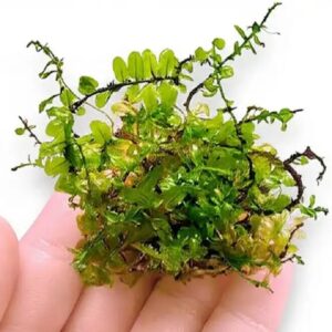 Butterfly Moss (Plagiomnium sp. Butterfly)