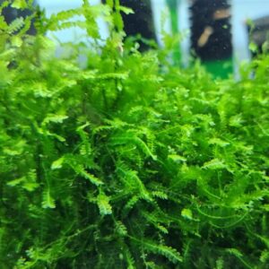 Cameroon Moss (Plagiochilaceae sp.)