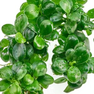 Anubias barteri var. nana 'Mini Coin'