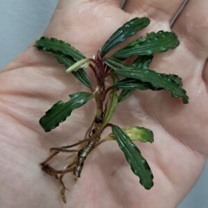 Bucephalandra 'Dark Velvet'