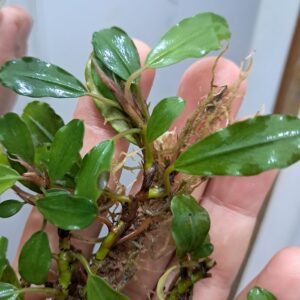 Bucephalandra 'Green Bilth'