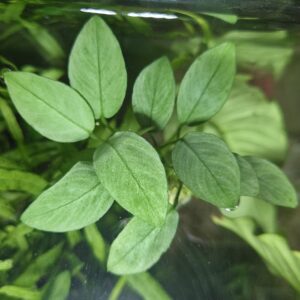 Anubias 'Jade'