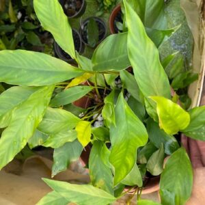 Anubias lanceolata "Lucanas"