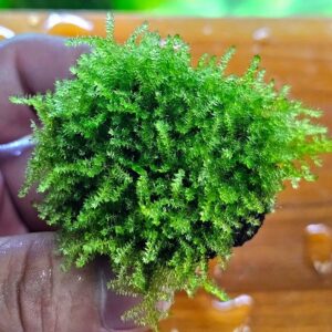 Mini Pearl Moss (Plagiomnium sp.)