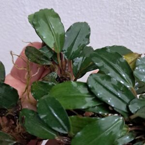 Bucephalandra 'Red Dark'