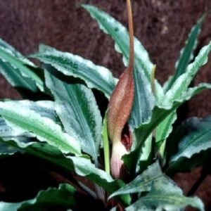 Lagenandra thwaitesii