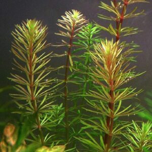 Rotala sp, 'Bangladesh'