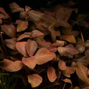 Hygrophila sp. 'Brown'