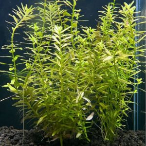 Rotala sp. 'BSD'