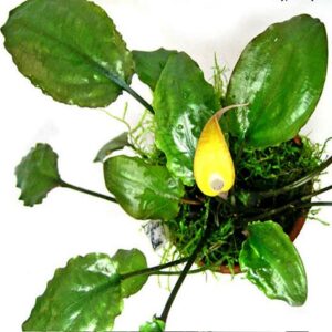 Cryptocoryne cordata