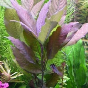 Hygrophila corymbosa 'Purpurea'