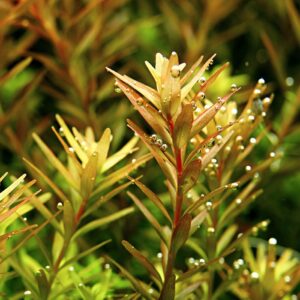 Rotala rotundifolia
