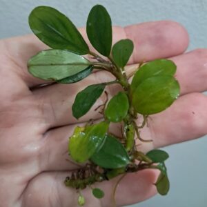 Bucephalandra 'Green Pixie'