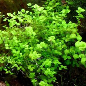 Micranthemum umbrosum