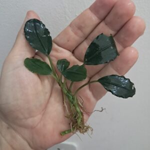 Bucephalandra 'Round Grey'