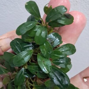 Bucephalandra 'Round Noyan'