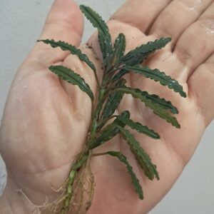 Bucephalandra 'Crocodile'