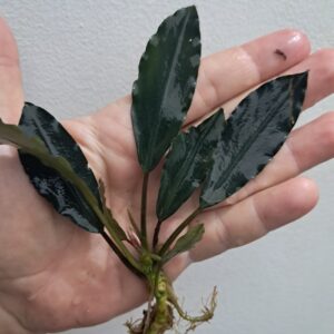 Bucephalandra 'Dark Grey'