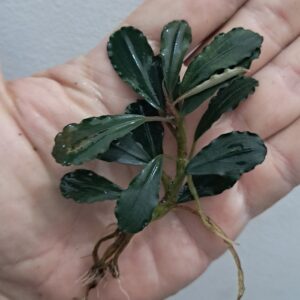 Bucephalandra 'Red Asmarani'