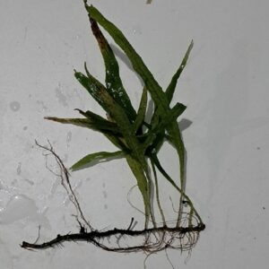Microsorum pteropus 'Sarawack'