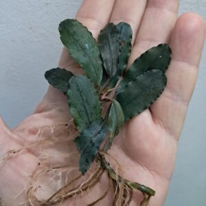 Bucephalandra 'Blue Beauty'