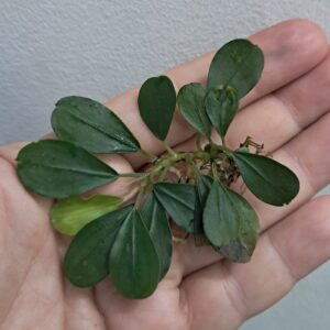Bucephalandra 'Black Rock Helena'