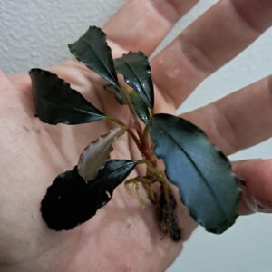 Bucephalandra 'Purple Diamond'