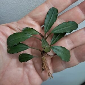 Bucephalandra 'Ghost 2015'