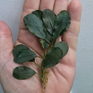 Bucephalandra 'Midnight Blue'