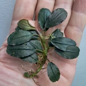 Bucephalandra 'Black Diamond'