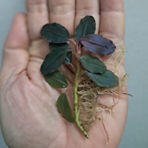 Bucephalandra 'Black Cobra'
