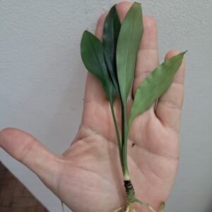 Bucephalandra gigantea