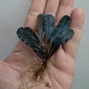 Bucephalandra 'Pandora Queen'