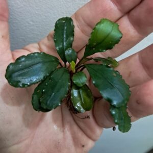 Bucephalandra 'Silver Grey'